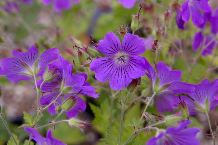 Flowering Perennials with Veined Petals for Vibrant Garden Borders