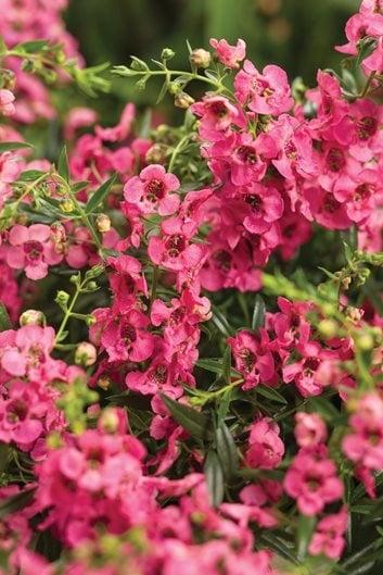 Flowering Plant: Angelonia Clusters for Summer Garden
