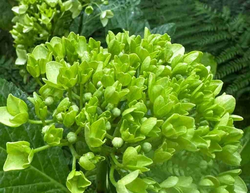 Flowering Plant Cluster with Dense Florets and Star-Shaped Petals