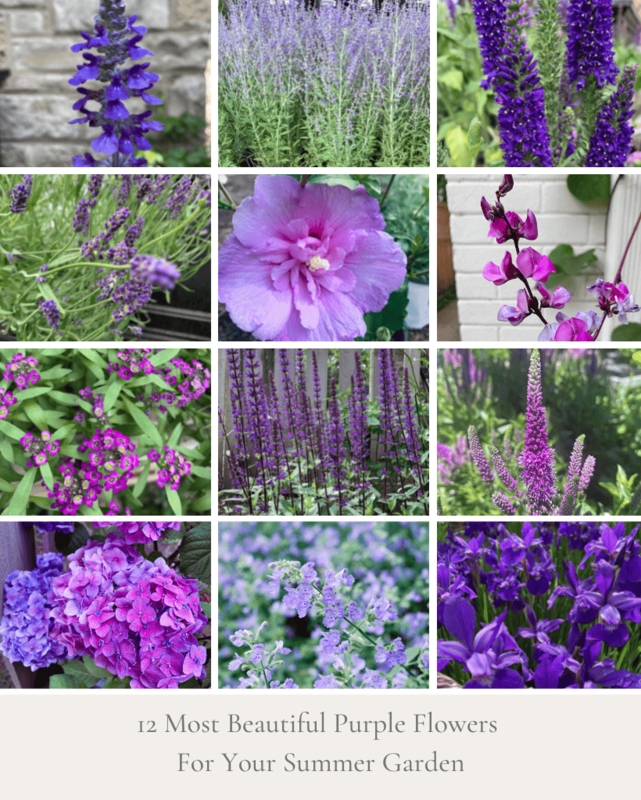 Flowering Plant Collage with Twelve Variety Grid for Cottage Gardens