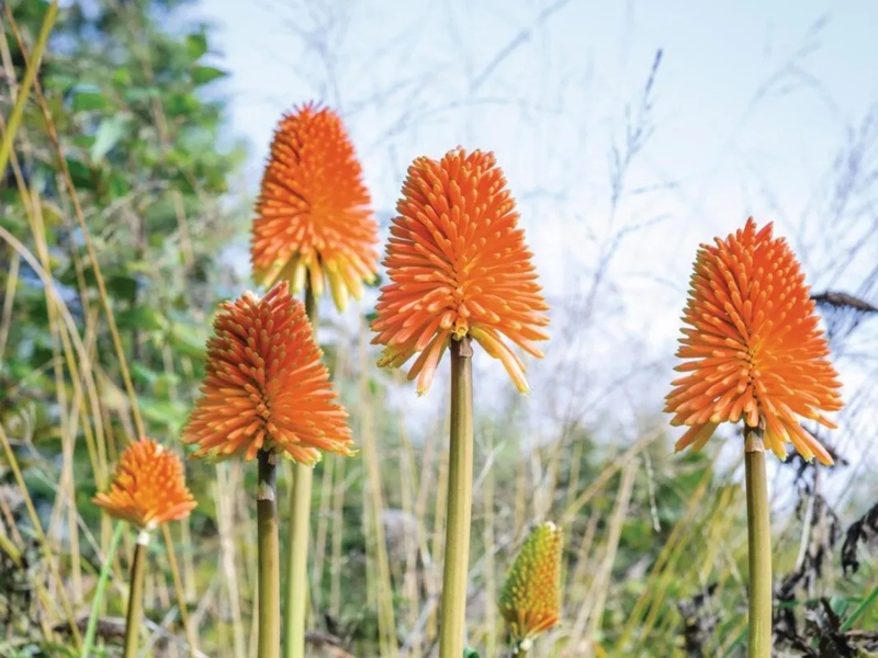 Flowering Plant: Conical Heads & Tubular Florets in Naturalistic Garden.
