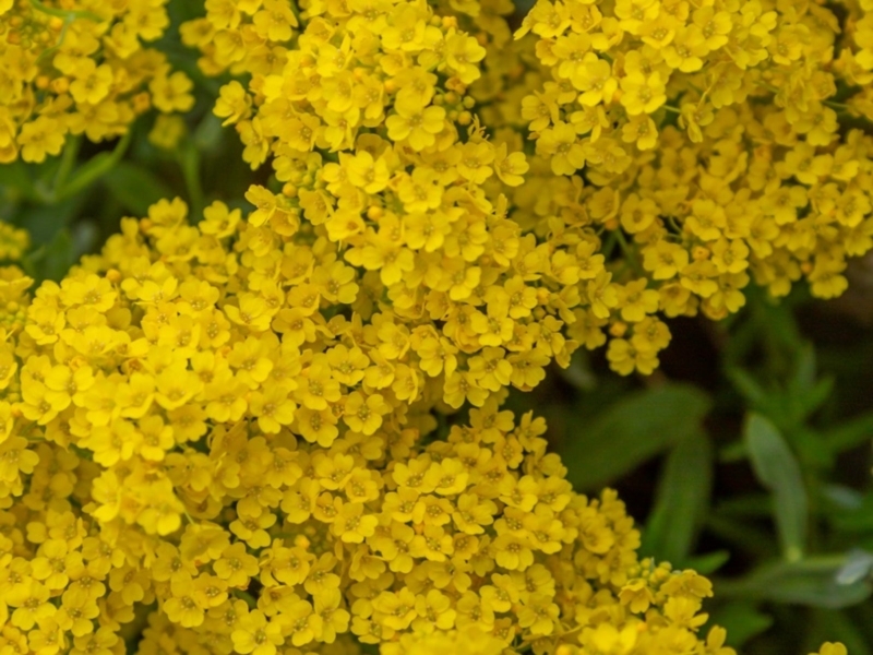 Flowering Plant Dense Yellow Clusters, Basket of Gold Spring Blooms