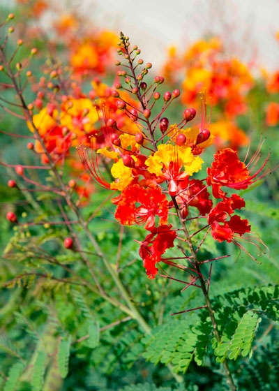Flowering Plant: Feathery Leaves & Long Red Stamens Tropical Landscape.