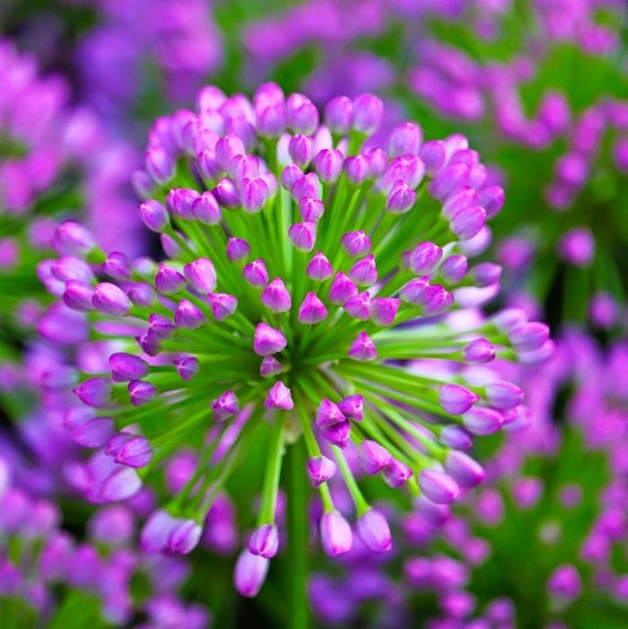 Flowering Plant with Spherical Head and Radiating Stems