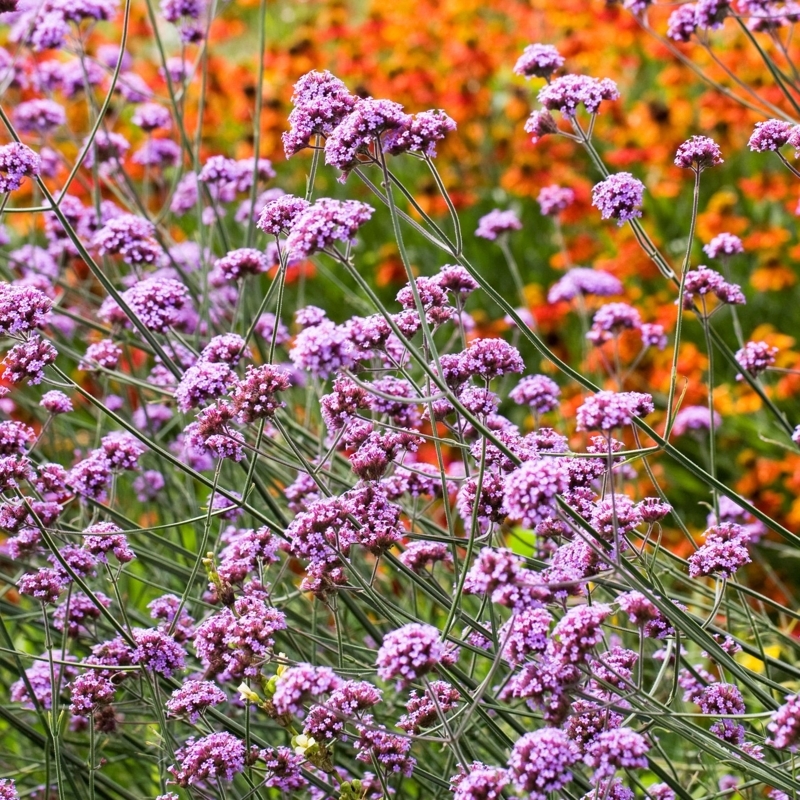 Flowering Plant with Tall Stems and Clustered Blooms