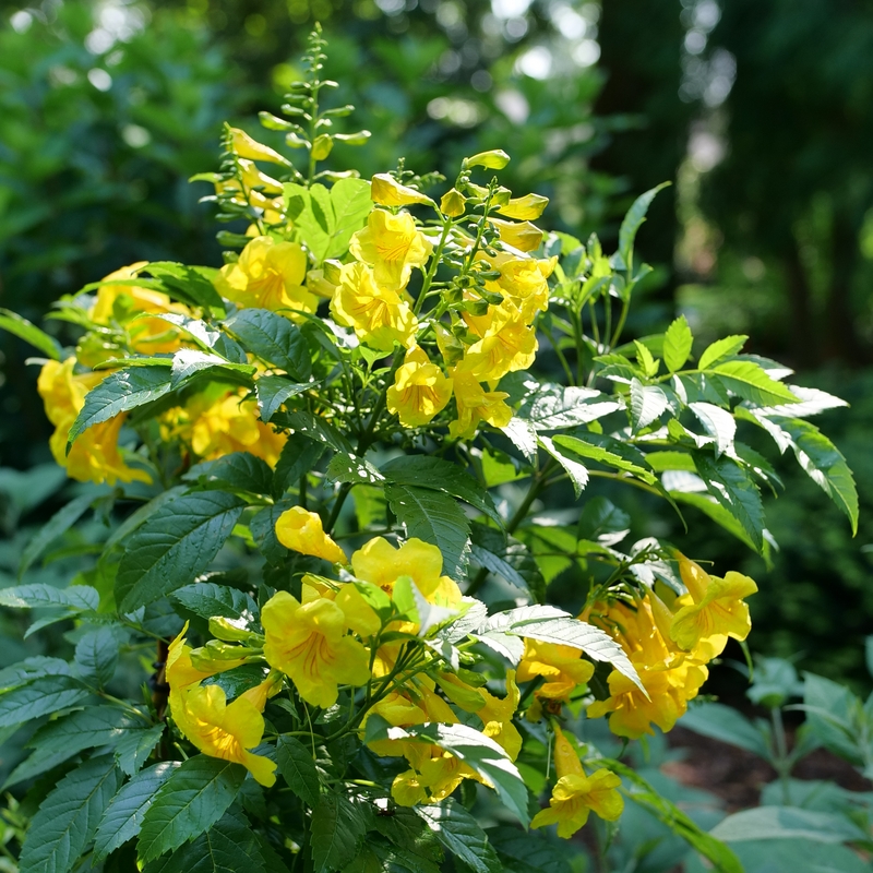 Flowering Shrub Compact Growth, Compact Gold Trumpet Bush Patio