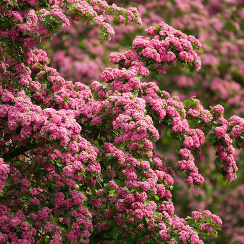 Flowering Shrub: Dense Blossoms for Romantic Landscape