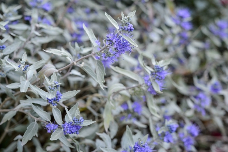 Flowering Shrub purple flower spikes with matte lanceolate leaves.