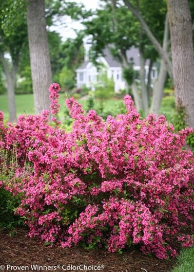 Flowering Shrub: Reblooming Weigela for Garden Design
