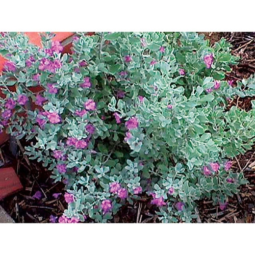 Flowering Shrub, Silvery-gray Velvety Leaves, Magenta-purple Blooms