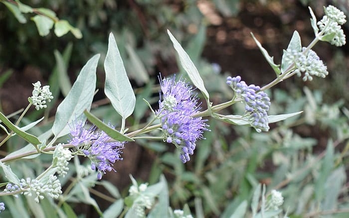 Flowering Shrub, Silvery Green Leaves, Fuzzy Lavender Purple Clusters