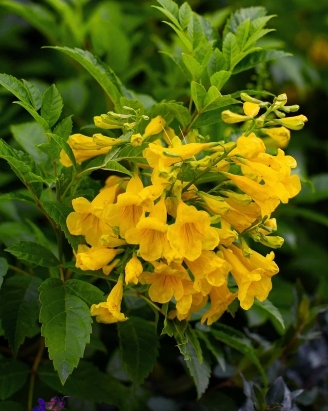 Flowering Shrub Trumpet Shape, Tropical Flowering Shrub Landscape