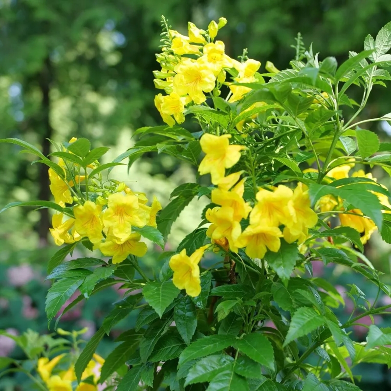 Flowering Shrub Trumpet Shaped Flowers, Trumpet Bush Landscaping Ideas