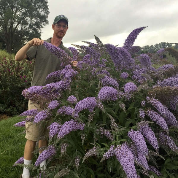 Flowering Shrub with Oversized Flower Spikes and Cone Shaped Blooms
