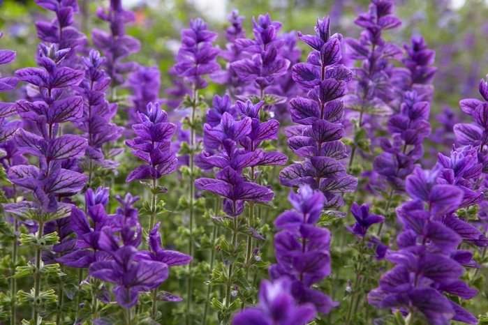 Flowering Spikes with Veined Petal Detail and Vertical Structure