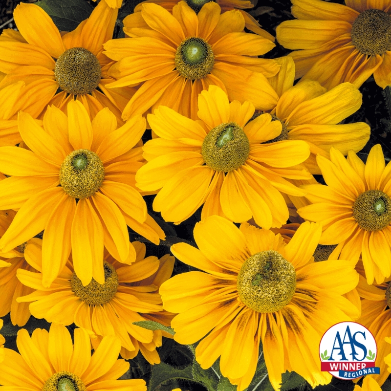 Flowers Greenish Centers, Sunny Cottage Garden Planting