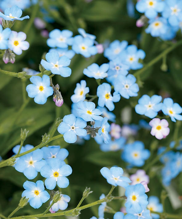 Forget-me-not Flowers Dainty Yellow Centers Five Petal Bloom Sky Blue