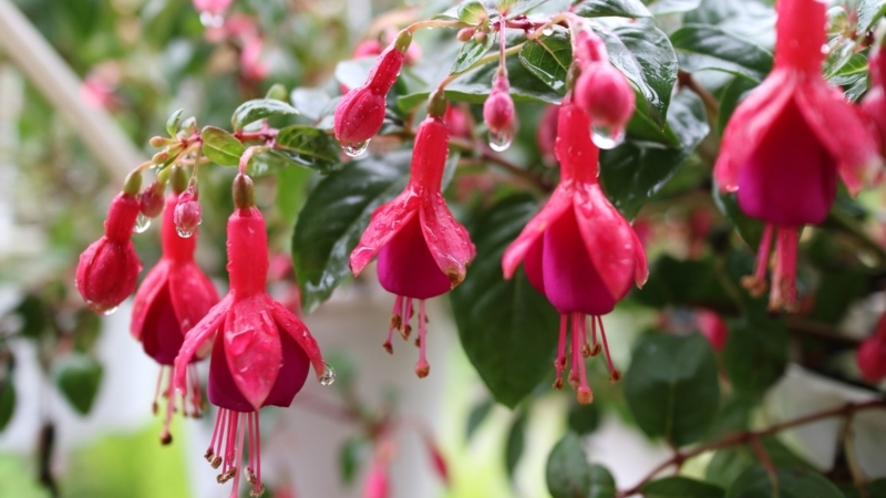 Fuchsia Flower: Bell Shaped Blooms with Dewy Texture