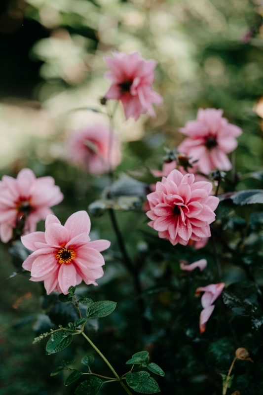 Garden Flowers: Dewy Dahlia Blooms in Cottagecore Style