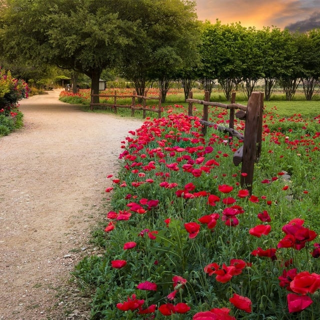 Garden Path: Red Poppy Border and Rustic Split Rail Fence