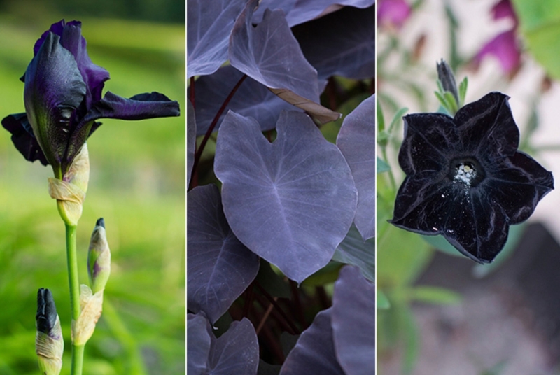 Garden Plants with Dark Plum Foliage and Textural Contrast