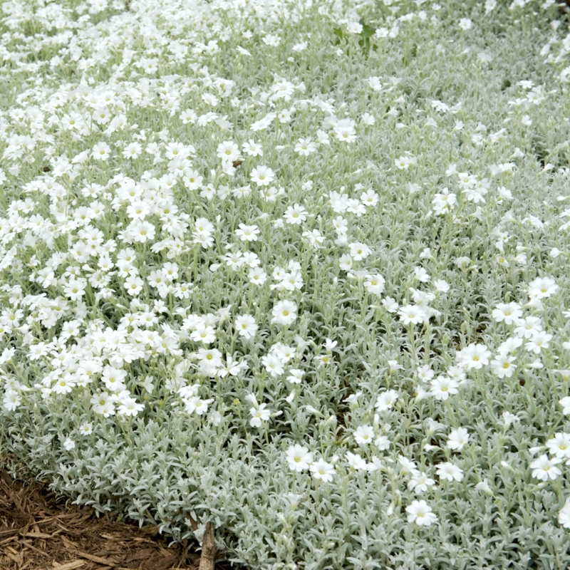 Garden Scene, Dense Mat of Silvery-gray Felted Foliage, White Flowers