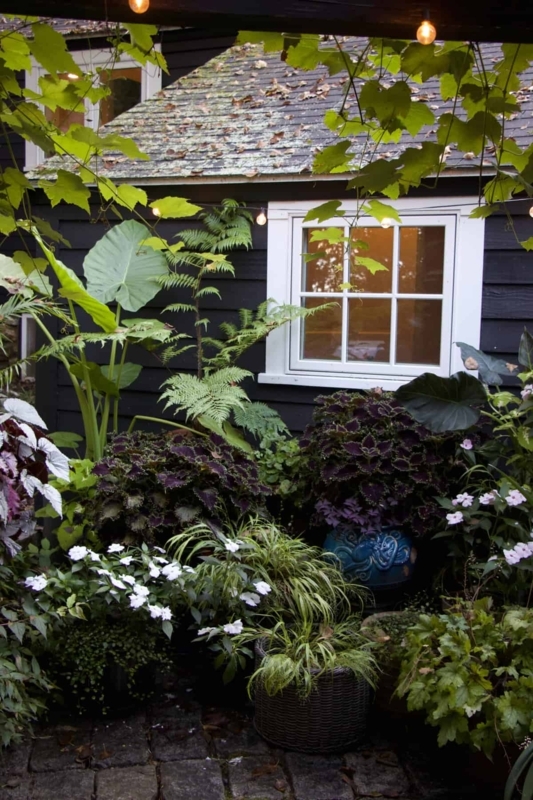 Garden Scene with Dark Foliage and Textured Layering Backdrop