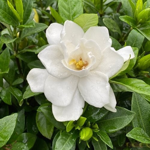 Gardenia Bloom with Layered Petals and Water Droplets