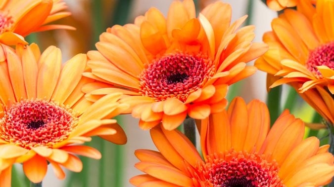 Gerbera Daisy Macro: Ray Petals & Reddish Pink Centers Floral Detail.