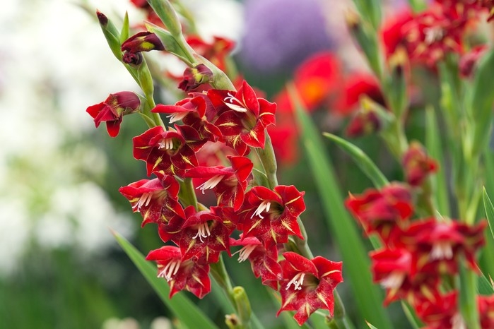 Gladiolus Flower Spikes: Velvety Texture and Tall Vertical Growth