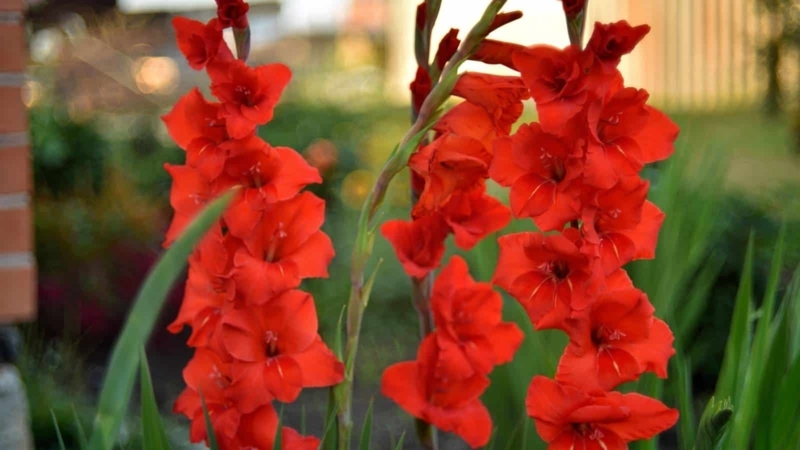 Gladiolus Flowers: Tall Vertical Form for Summer Garden Spikes
