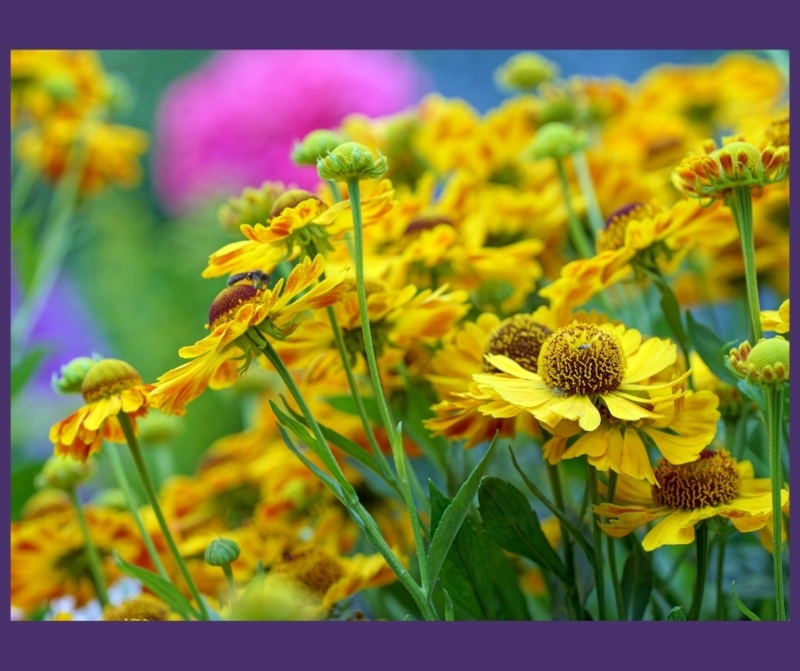 Golden Helenium Flowers with Brown Coned Centers in Garden