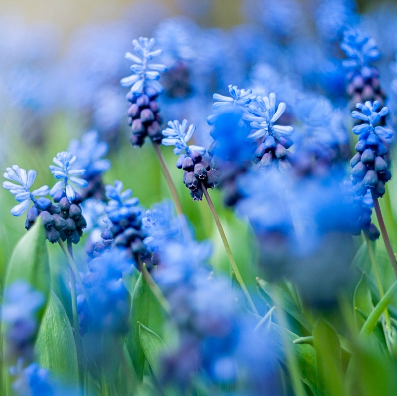 Grape Hyacinths Dense Blue Blooms Beaded Texture Floral Border
