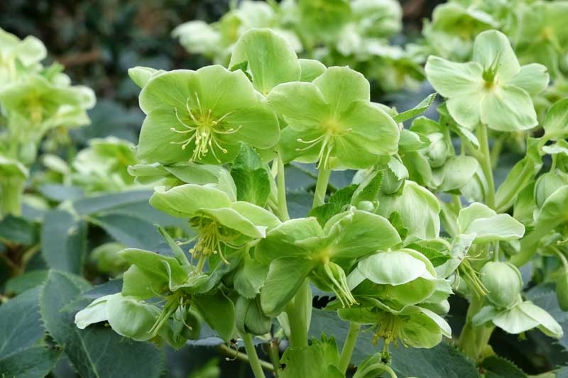 Green Petals on Hellebore Flowers with Waxy Surface Texture