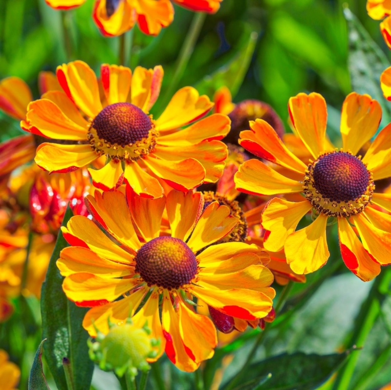 Helenium Flowers: Notched Petals & Raised Centers Summer Border Design.