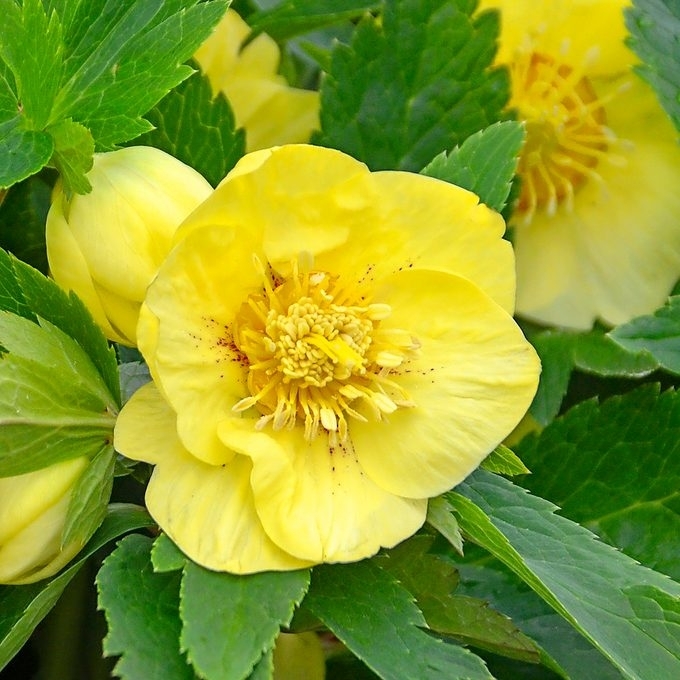 Hellebore Flower Bright Yellow Petals, Textured Garden Foliage Ideas