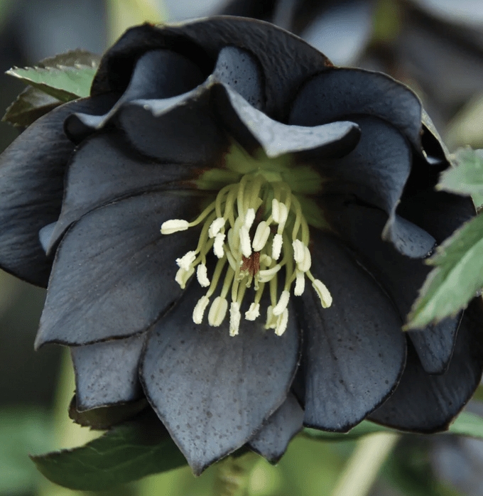 Hellebore Flower Double Bloom with Lime Green Center Accents