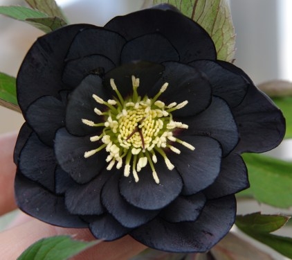 Hellebore Flower showing Double Petal Form and Moody Floral Aesthetic
