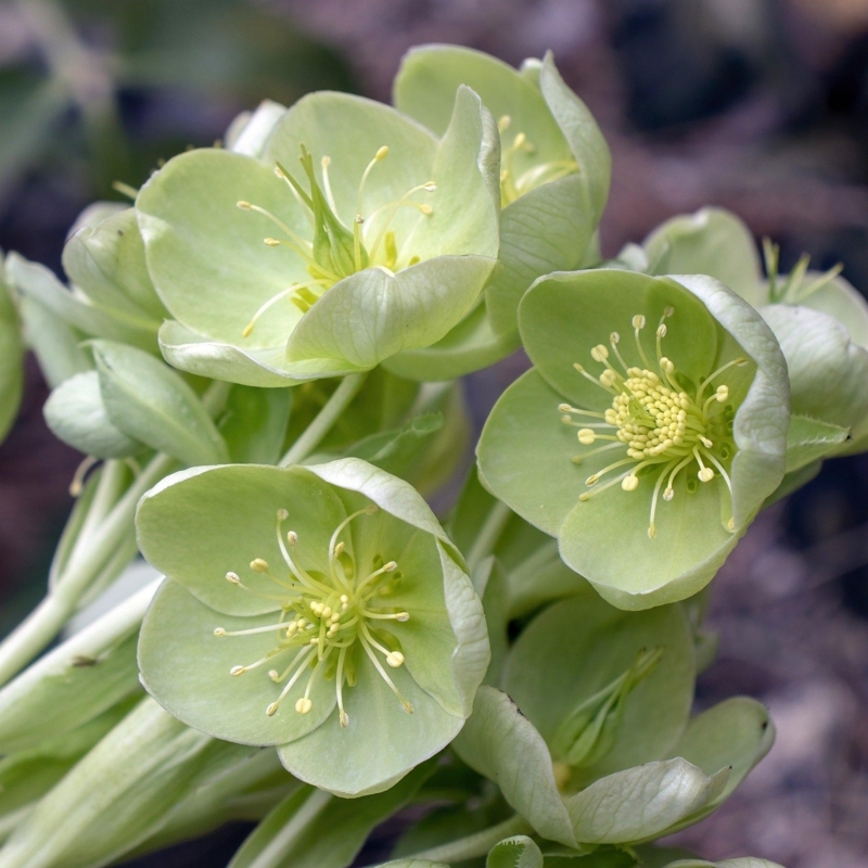 Hellebore Flower with Visible Stamens and Pale Green Cup Shapes
