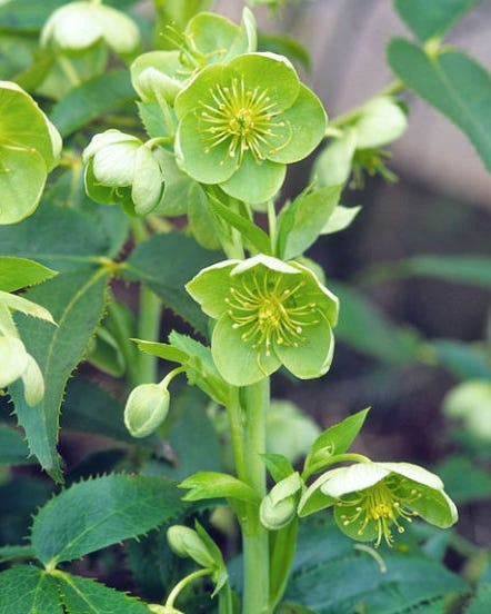 Hellebore Plant with Serrated Foliage and Pale Green Blooms