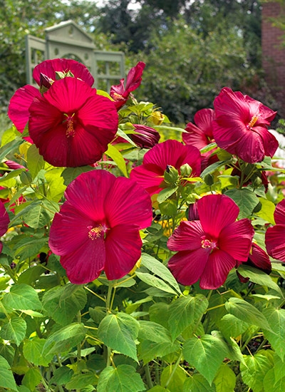 Hibiscus Flowers with Oversized Blooms for Garden Beds