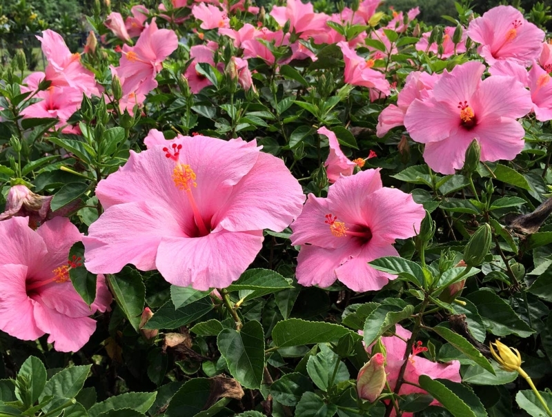 Hibiscus: Tropical Blooms with Yellow Stamen Contrast