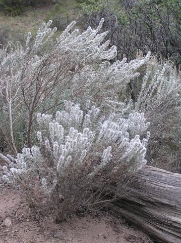 High Plains Garden landscape with silver shrubs and weathered wood log.
