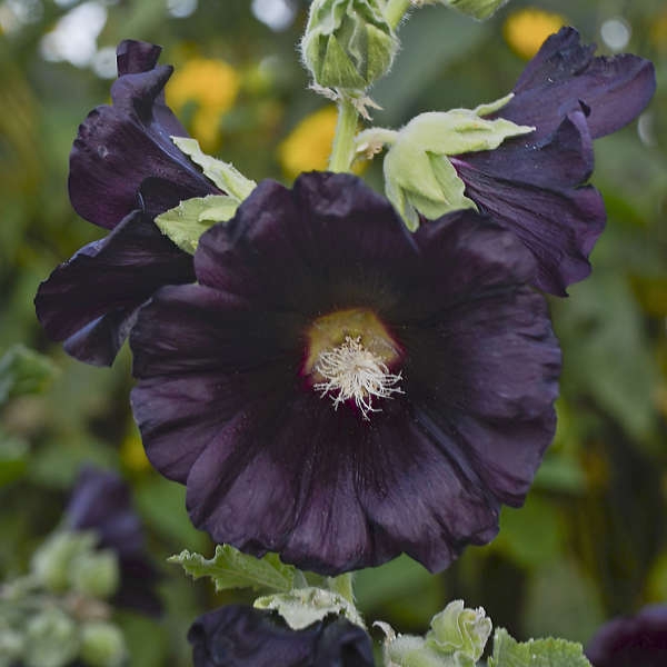 Hollyhock Flower featuring Ruffled Petals and Tall Stalks