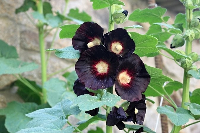 Hollyhock with Tall Vertical Growth and Satiny Black Petals