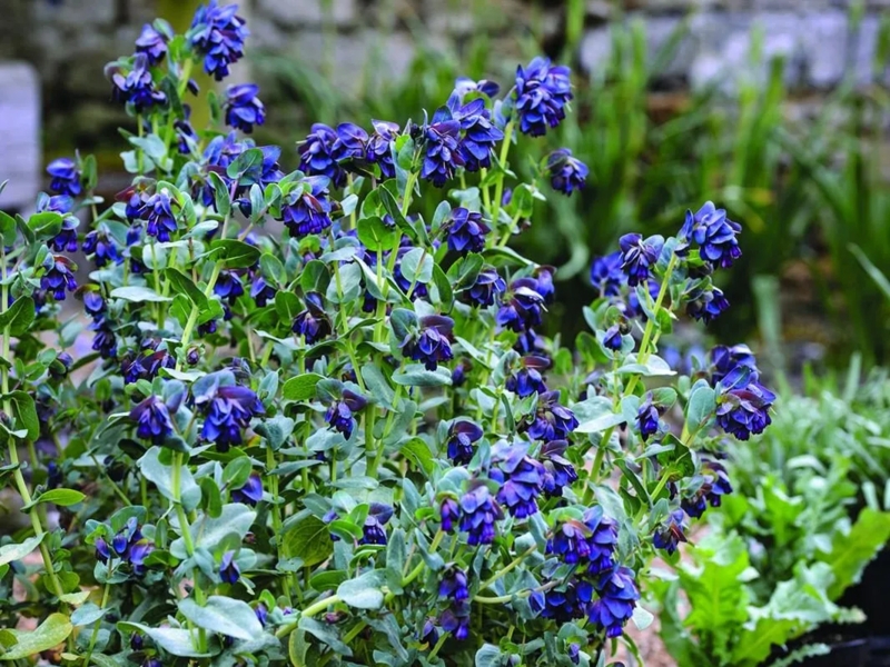 Honeywort Flowering Plant Deep Blue Bracts Dusty Foliage Bell Shaped