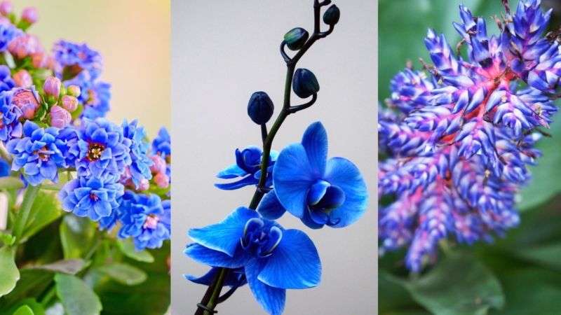 Houseplant Spiky Inflorescence Layered Petals Biophilic Design Blue