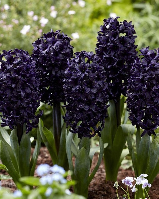 Hyacinth with Dense Cylindrical Bloom and Near Black Hue