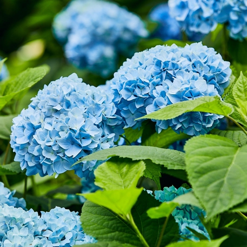 Hydrangea Spherical Clusters Blue Blooms Veined Leaves Cottage Garden