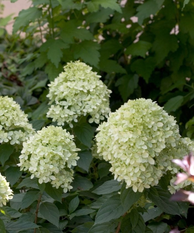 Hydrangea with Conical Panicles and Serrated Leaves in Garden